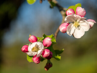 Apfelblüte