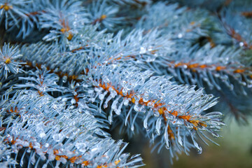 Naklejka na ściany i meble Closeup view of icy blue spruce branches on cold winter day in park