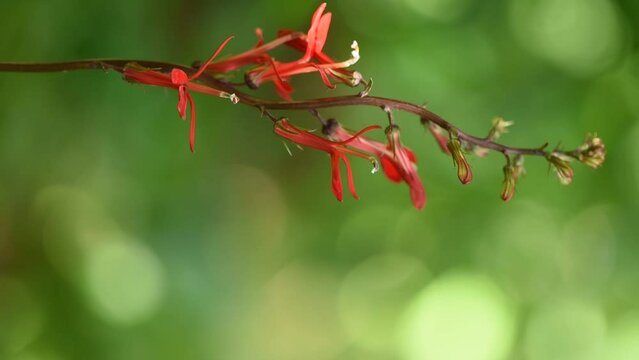 Lobelia cardinalis flowers on nature background.