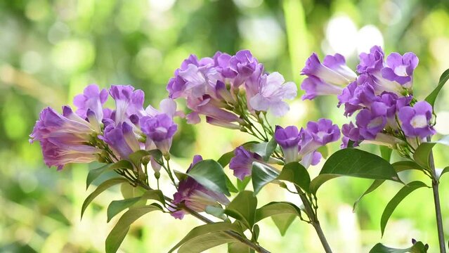 Mansoa alliacea flowers on nature background.