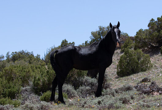 Black stallion wild horse with blaze on a mineral lick desert ridge in the western United States