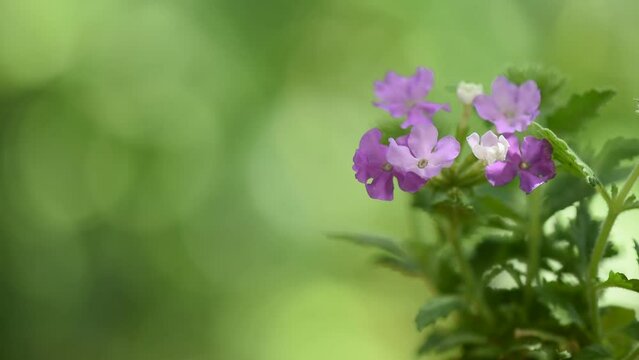 Pink petunia flowers on nature background.