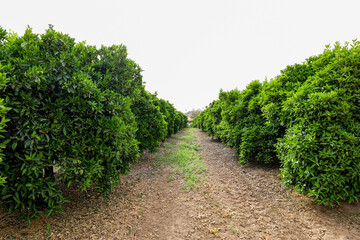 Fototapeta na wymiar View of orange trees on farm