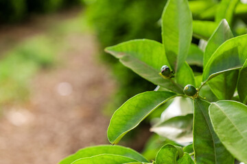 Orange tree with green leaves on farm, closeup