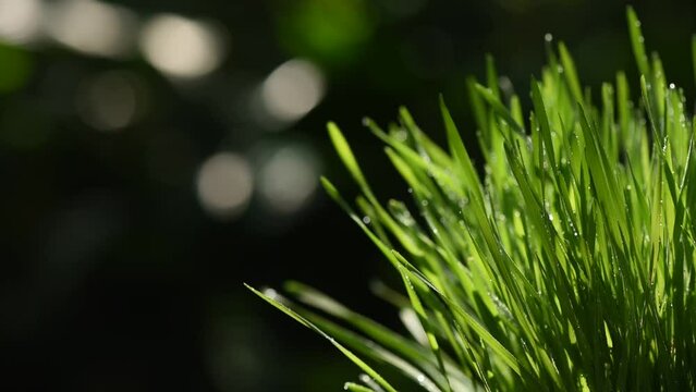 Wheatgrass green leaves on nature background.ข้าว