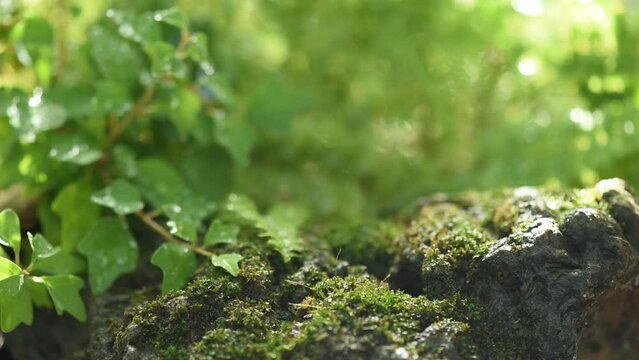 The rock are wet and filled with moss trees background.