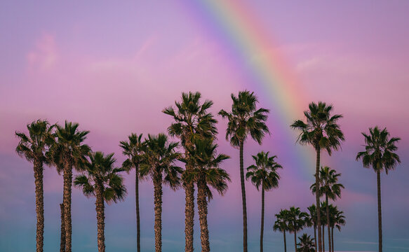 Palm trees at sunset with rainbow in sky