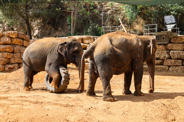 Fototapeta premium Cute elephants playing with wheel in zoo on sunny day
