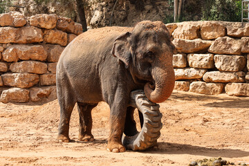 Fototapeta na wymiar Cute elephant playing with wheel in zoo on sunny day