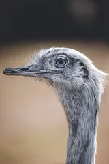 Fotobehang ostrich head close up © Sam