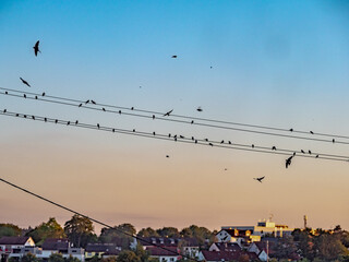 Vögel auf Stromleitung am Abend