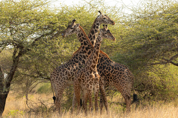 Giraffes (Giraffa camelopardalis peralta) - Kenya