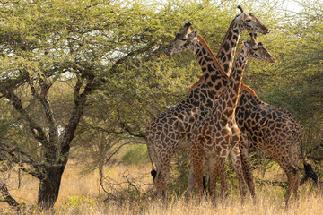 Giraffes (Giraffa camelopardalis peralta) - Kenya