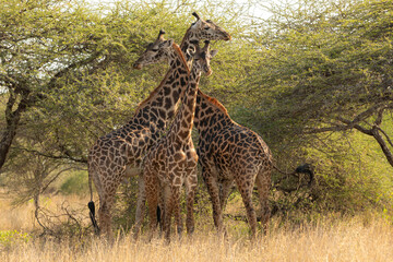 Giraffes (Giraffa camelopardalis peralta) - Kenya
