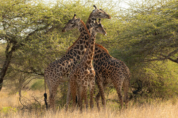 Giraffes (Giraffa camelopardalis peralta) - Kenya