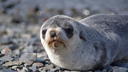 Close up of an Antarctic fur seal (Arctocephalus gazella) pup at Stromness, South Georgia Island