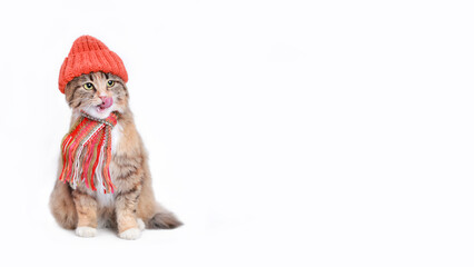 Catin a orange hat and scarf isolated on a white background. Kitten licks its lips. Cat with green eyes. Kitten dressed in a knitted hat. Pet care. Pets. Empty space for text. Web banner. Winter 