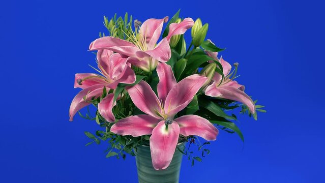 Slowly Circling Pretty Lilly Flowers In Vase Bluescreen