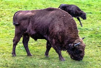 European wood bison (Bison bonasus), also known as the wisent, zubr or European buffalo in Bialowieza Forest, Poland