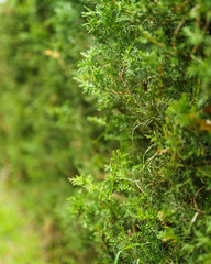 Sesión de fotos paisaje y campo.