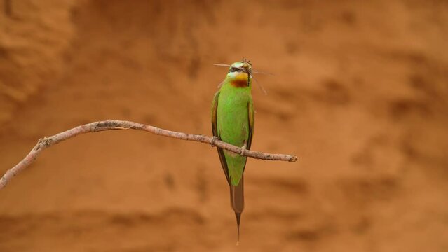 Blue-cheeked bee-eater or Merops persicus. 4K slow motion 120 fps