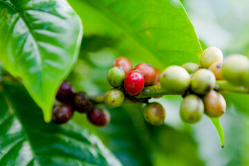 Arabica
