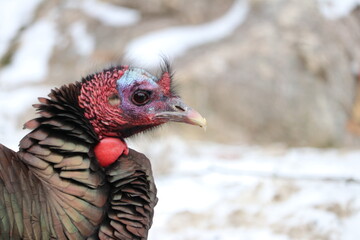 Wild turkey