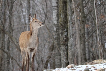 Deer in winter