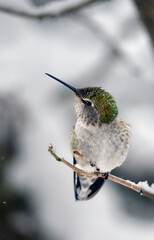 an adorable Anna's hummingbird stands on a branch in cold winter snow