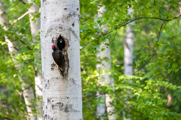 野鳥素材　クマゲラ