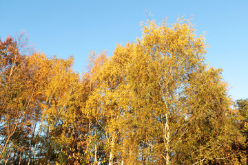 Fototapeta premium Beautiful trees with bright leaves against sky on autumn day