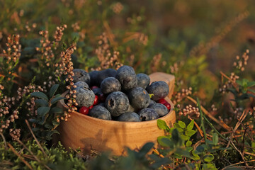 Wooden mug full of fresh ripe blueberries and lingonberries in grass