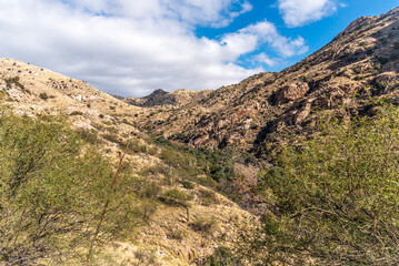 Fototapeta na wymiar Desert Saguaro Cactus and the Mountains Landscape