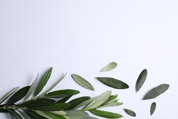 Olive twig with fresh green leaves on white background, top view. Space for text
