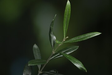 Olive twig with fresh green leaves on blurred background, closeup