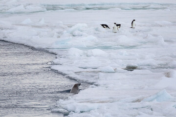 Fototapeta premium A Wedell Seal hunts for penguins on the ice flow near Snow Hill Island in Antarctica