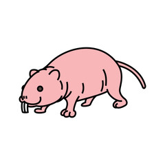 ハダカデバネズミ