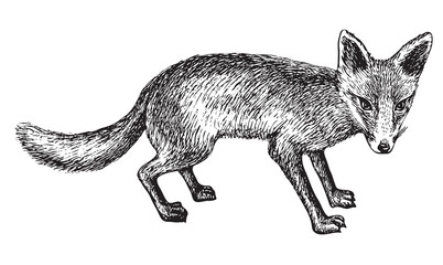 vector, realistic hand drawn sketch drawing of predator fox