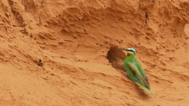 Blue-cheeked bee-eater or Merops persicus. 4K slow motion 120 fps