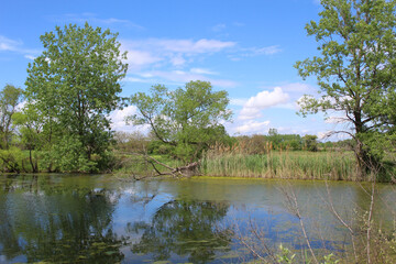 Fototapeta na wymiar Trees next to Turtle Pond at Midewin National Tallgrass Prairie in Wilmington, Illinois