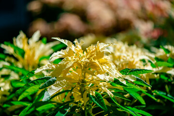 Yellow Flower Amaranthus Tricolor Aurora in the Park