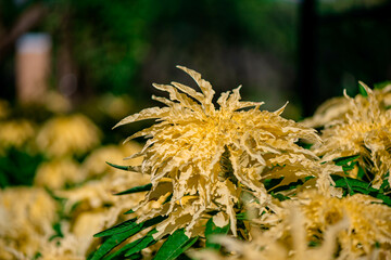 Yellow Flower Amaranthus Tricolor Aurora in the Park