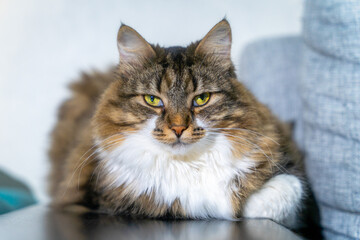 Arrogant fluffy homely cat with a huge mustache lies on a shelf and looks with an impudent look....
