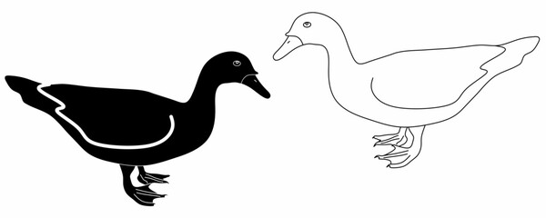 outline silhouette Cairina moschata domestica icon set isolated on white background.muscovy duck vector