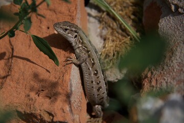 lizard on a tree