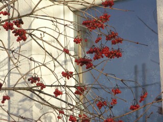 red rowan berries