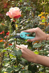 Woman pruning beautiful flower by secateurs in garden, closeup