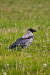 blackbird on the grass