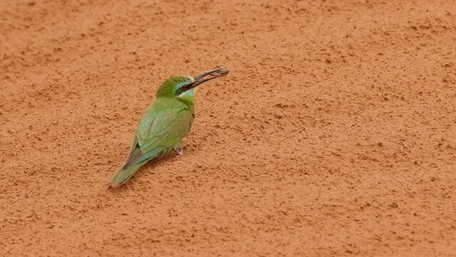 Blue-cheeked bee-eater or Merops persicus. 4K slow motion 120 fps