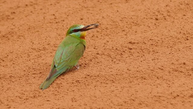 Blue-cheeked bee-eater or Merops persicus. 4K slow motion 120 fps